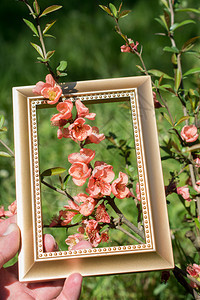 木架上美丽的花朵图片
