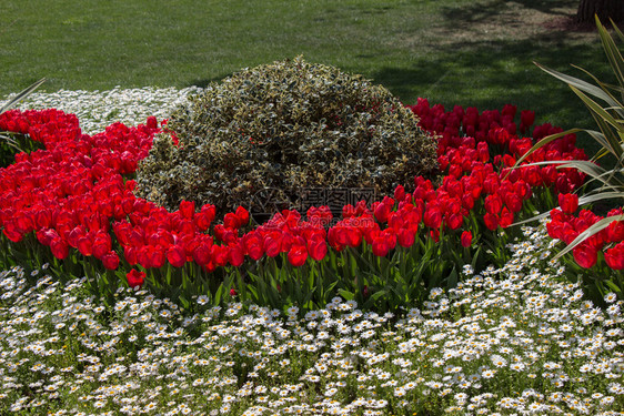 红色郁金香在花园的春天闪亮图片