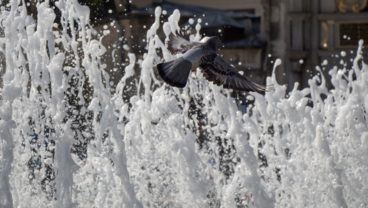 在喷泉旁边孤独的鸟儿生活在城市环境中图片