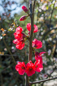 春季花朵图片