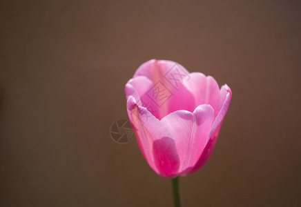 色彩多的郁金香花朵开背景多彩图片