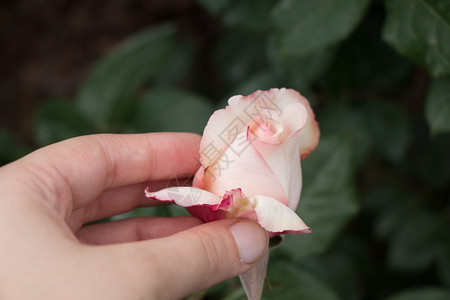 手握着花朵在园中开图片