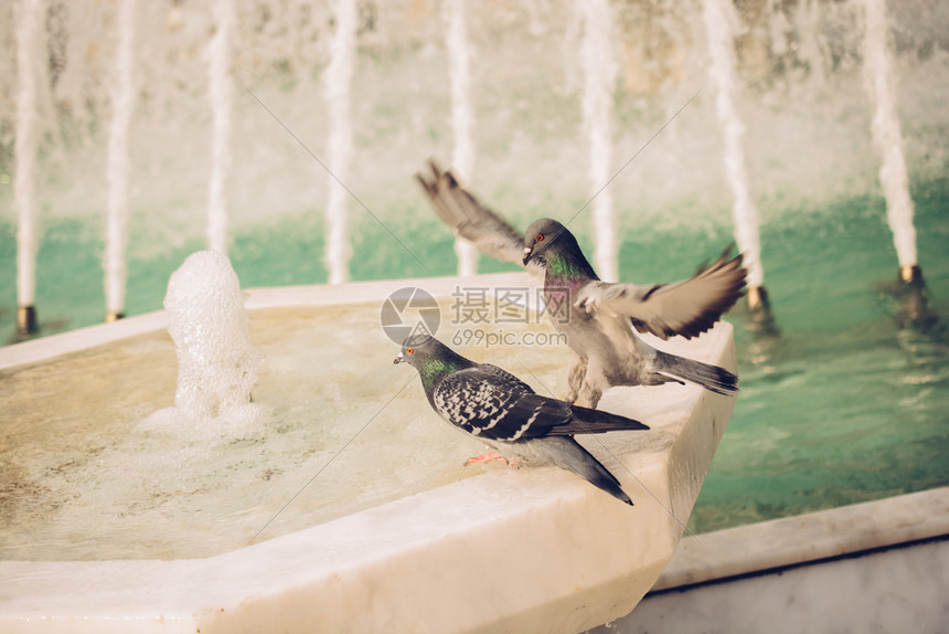 城市环境喷泉旁孤独的鸟儿图片