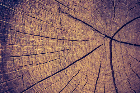 剪切树桩表面作为背景纹理图片