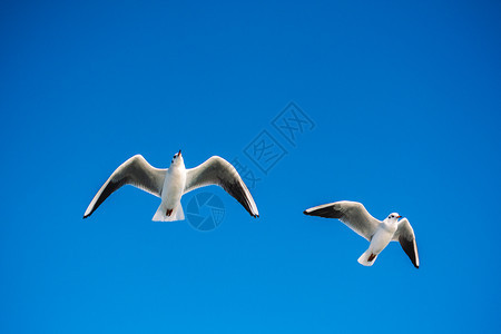 一对海鸥在天空中作为背景飞行图片