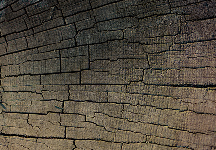 剪切树桩表面作为背景纹理图片