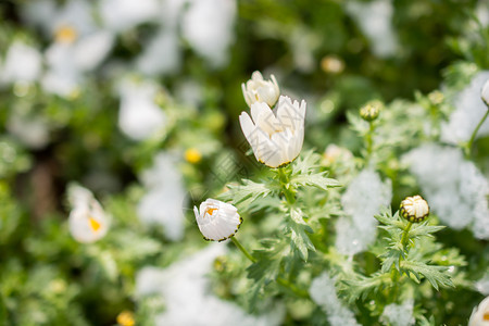 在花园下雪的春早期花朵图片