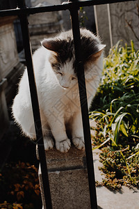 可爱猫作为家畜的相片图片