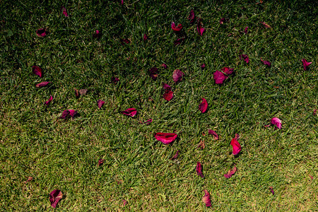 在地上散落的新鲜春花瓣图片