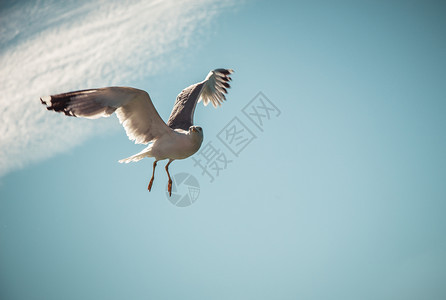 单海鸥作为背景在云蓝色天空中飞行图片