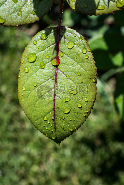 一片单独的绿叶上面有水滴图片