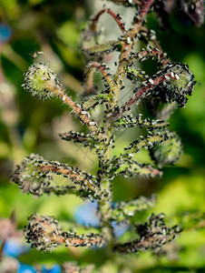 一群飞蚁聚集在植物上图片
