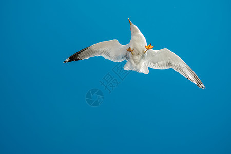 海鸥以蓝天为背景在飞行图片