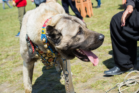 土耳其牧羊犬Kangal作为饲养牲畜的狗图片