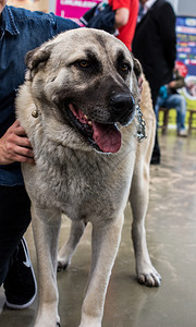 土耳其牧羊犬Kangal作为饲养牲畜的狗图片