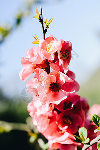 春季花朵图片