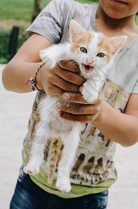 男孩在空中抱着一只白小猫图片