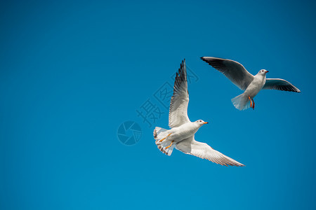 海鸥对等在蓝的天空背景下飞行图片