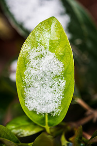 寒冷冬天植物叶上的雪图片