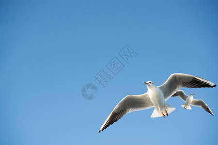海鸥在天空背景中飞翔图片