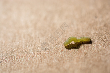 小绿毛虫木背景展示在上图片