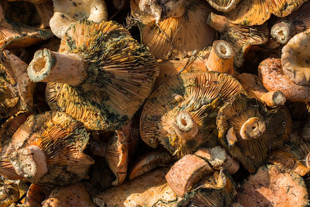 收集用于吃饭的蘑菇植物图片
