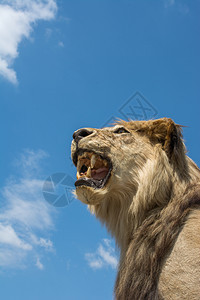 张着嘴眼的狮子头部图片