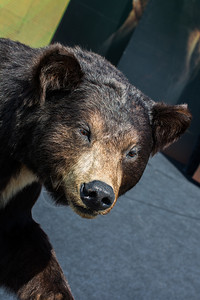 像野兽一样的黑大熊头图片素材