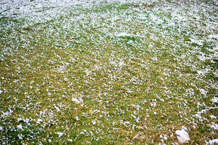 寒冬的青草上白雪图片