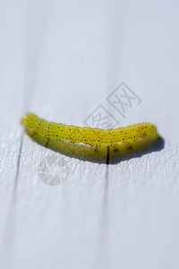 白色木背景的小绿毛虫图片素材
