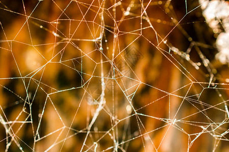 扁平蜘蛛网图片