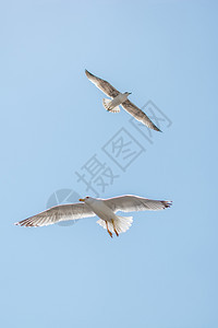 两个海鸥作为背景在天空中飞行图片