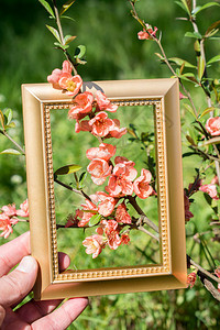 木架上美丽的花朵图片