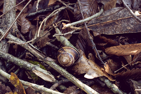 树枝上的棕蜗牛图片