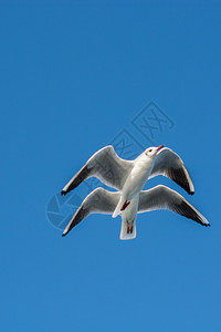 海鸥对等在天空背景下飞行图片