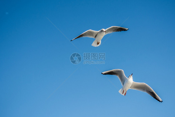 海鸥以蓝天为背景在飞行图片