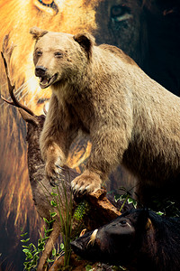观视中的野生动物毛绒大棕熊图片