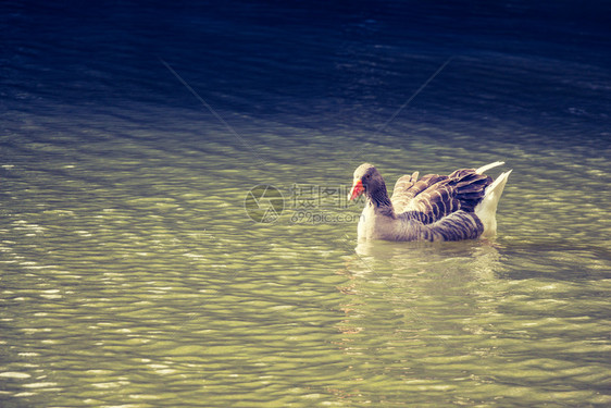 在池塘水中游泳的野鸭图片