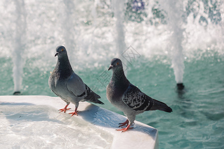 喷泉旁孤独的鸟儿生活在城市环境中图片
