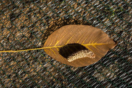 秋天的一片干燥的叶子图片