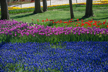 紫色的郁金香花春园图片