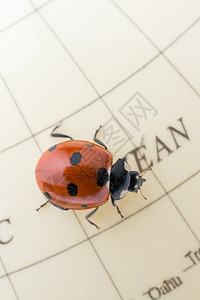 在一个多彩的模范球上行走Ladybug图片