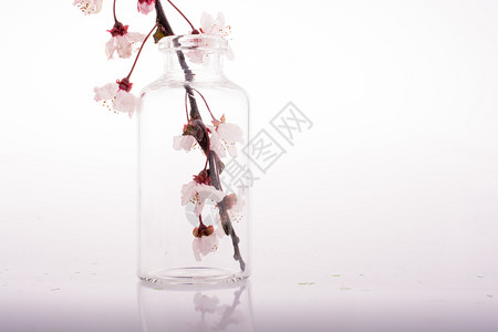白底瓶装樱花图片