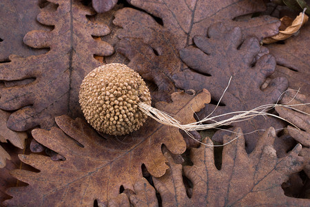 秋天背景的干叶上棕色舱图片