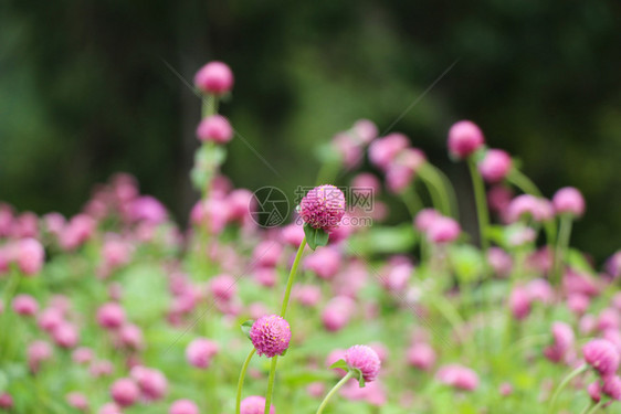 自然背景中的苋科花图片