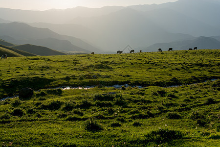 高地牛群在夜晚的阳光下在草地上放牧图片