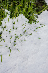 寒冬的青草上白雪图片