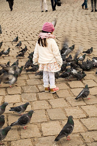 生活在城市环境中的灰鸽小女孩大群居于城市环境中图片