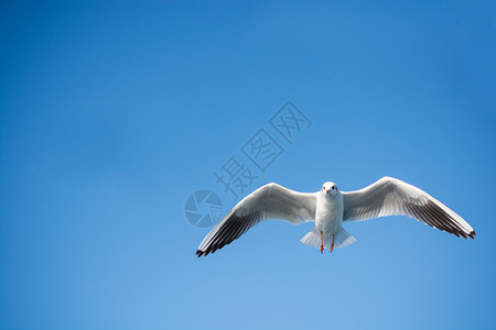 飞的鸟蓝天空背景的单海鸥飞行背景
