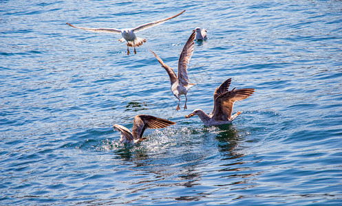 单海鸥在水中图片